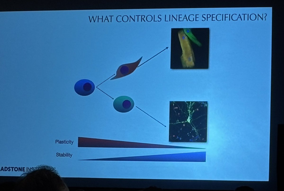 SeanM_Wu's tweet image. Keynote speech @ #bcvs2025 by @benoitbruneau @UCSF discussing the regulation of gene expression during ❤️ development, now in 3D! With moderator Jennifer Davis & intro by @FarahSheikhLab @American_Heart @AHAScience @AHAMeetings @BCVSearlyCareer
