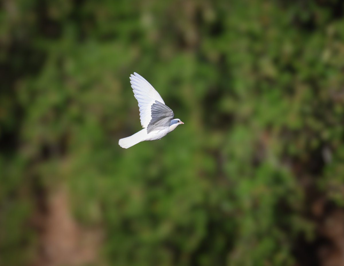 🕊