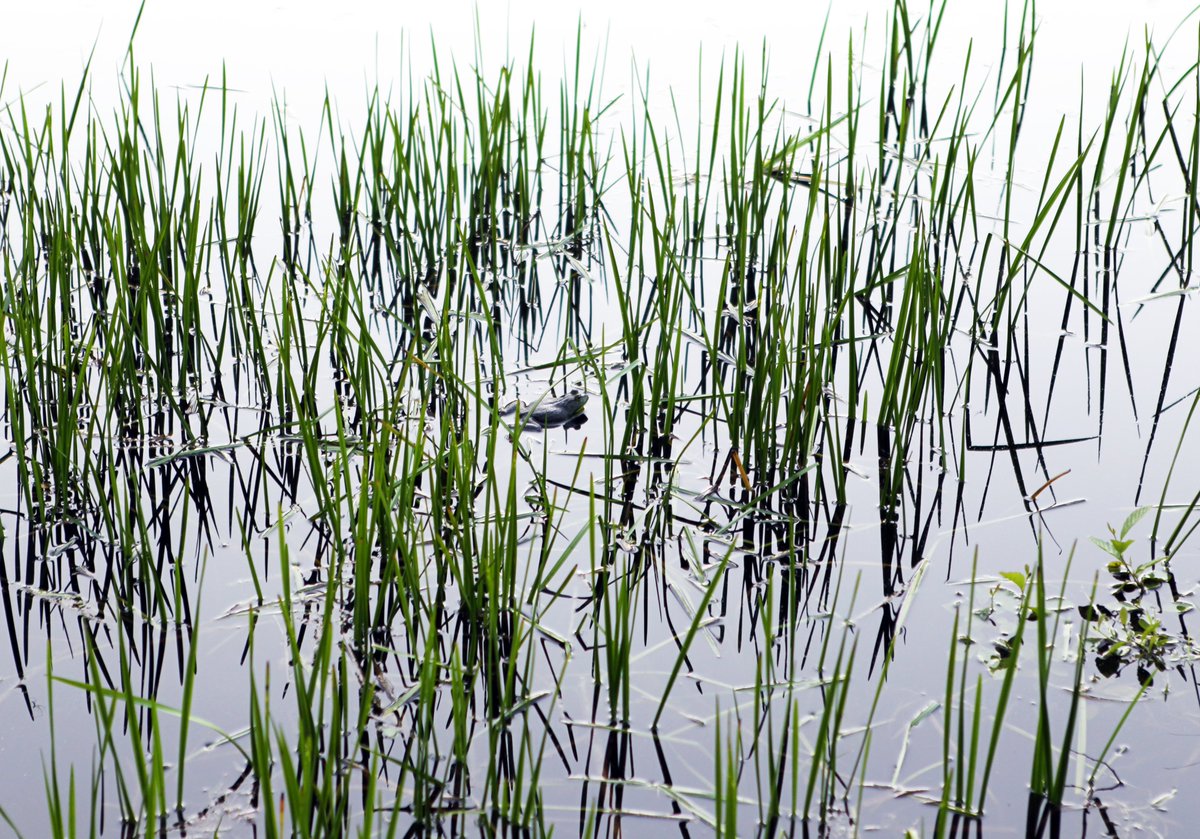 MassEcoRestore's tweet image. We're joining @NOAAHabitat in celebrating #HabitatMonth this July! Healthy habitats aren't just important for fish and wildlife, they also increase climate resilience, improve water quality, and provide a host of other benefits for both people and nature 🌱🐟💧