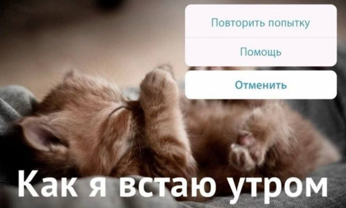 cats, i love cats tweet media