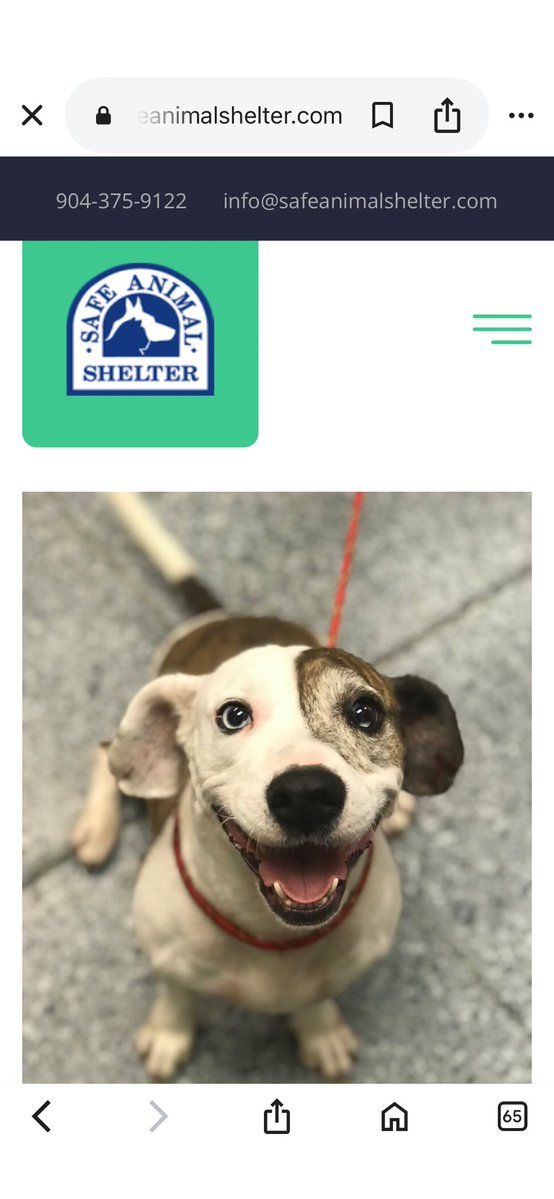 ATucci826's tweet image. Source: Safe Animal Shelter
share.google/e1oUfL2tPS3QaD… @stoolpresidente this animal shelter in Florida is on the verge of closing please help!