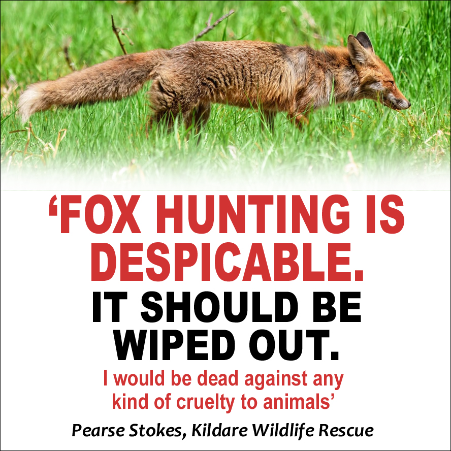 "Fox hunting is despicable and should be wiped out. I would be dead against any kind of cruelty to animals" - Pearse Stokes, Kildare Wildlife Rescue 💚🦊 #Ireland #BanFoxHunting