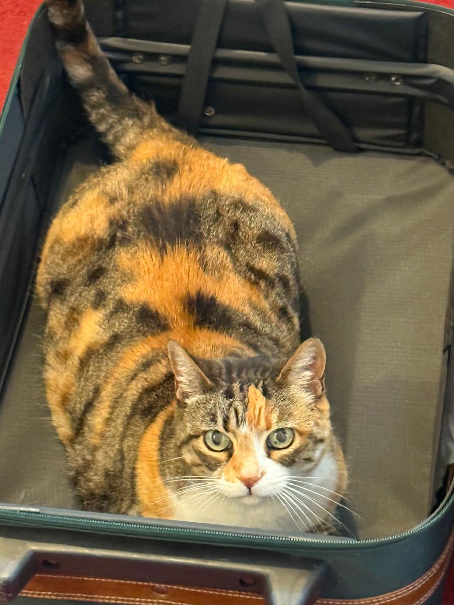 Nick Brook tweet media