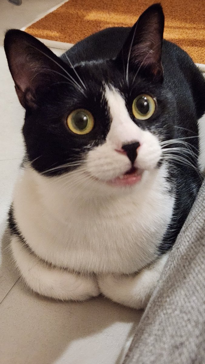 앞발 너무 야무지게 말고 있음