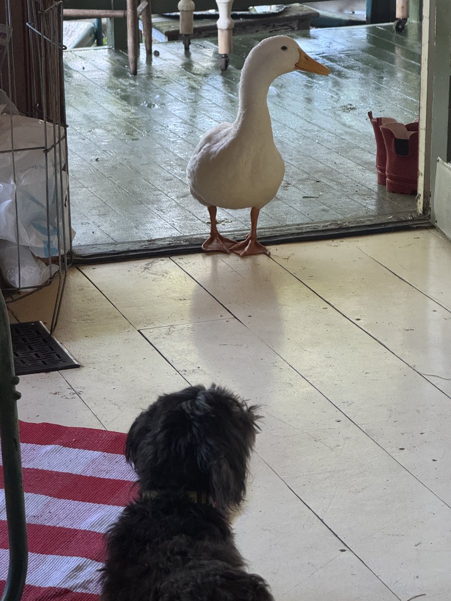 ChickenJoeSTL's tweet image. The dog wants to go out and the duck wants to come in, but they're afraid to pass each other