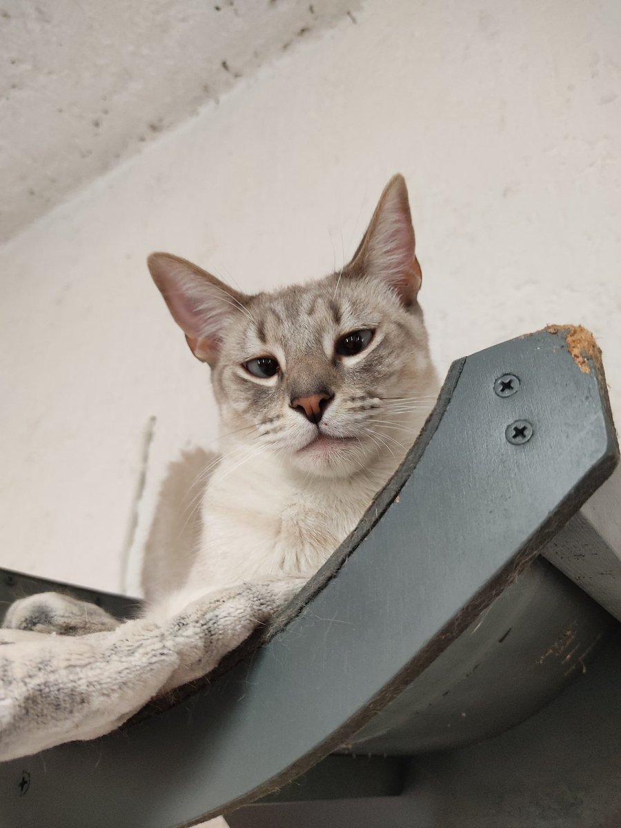 Cebollito se pregunta que cuando lo van a adoptar... 🥺

Es bueno, lindo y bonito. Travieso normal pero cariñoso anormal, jajaja. Ya tiene su protocolo de salud completísimo para poder irse en #Adopcion responsable. ✨

Esterilizado, desparasitado, negativo a VILeF y vacunado,