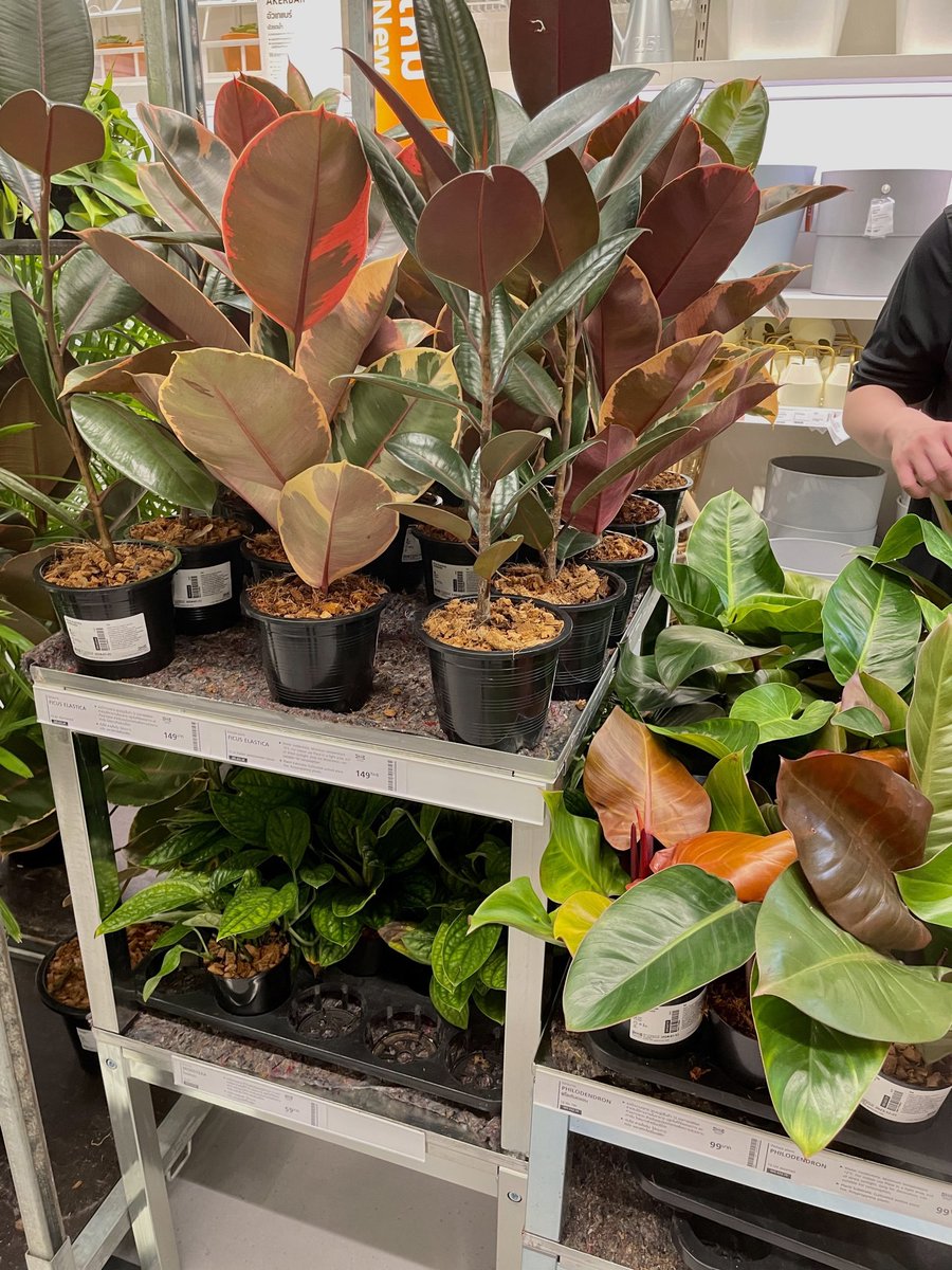 eftegarie's tweet image. I love going to IKEA alone. I chill on their couches and call my mom. Or play Celine Dion through my headphones. Maybe buy some random items and eat their ฿15 hot dog. That's just ~$0.50. God bless Thailand prices.