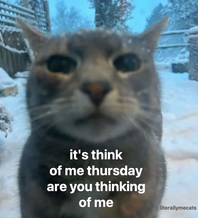 LiterallyMeCats (@literallymecats) on Twitter photo 