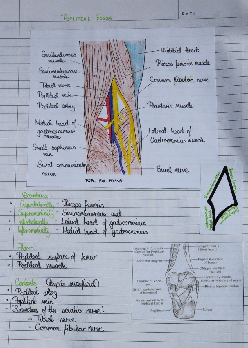 The popliteal Fossa