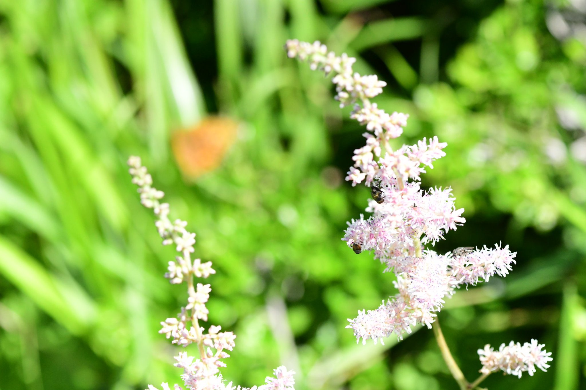 katieページ　「野に咲く草花」 野に咲く草花 | くらしの良品研究所 | 無印良品
