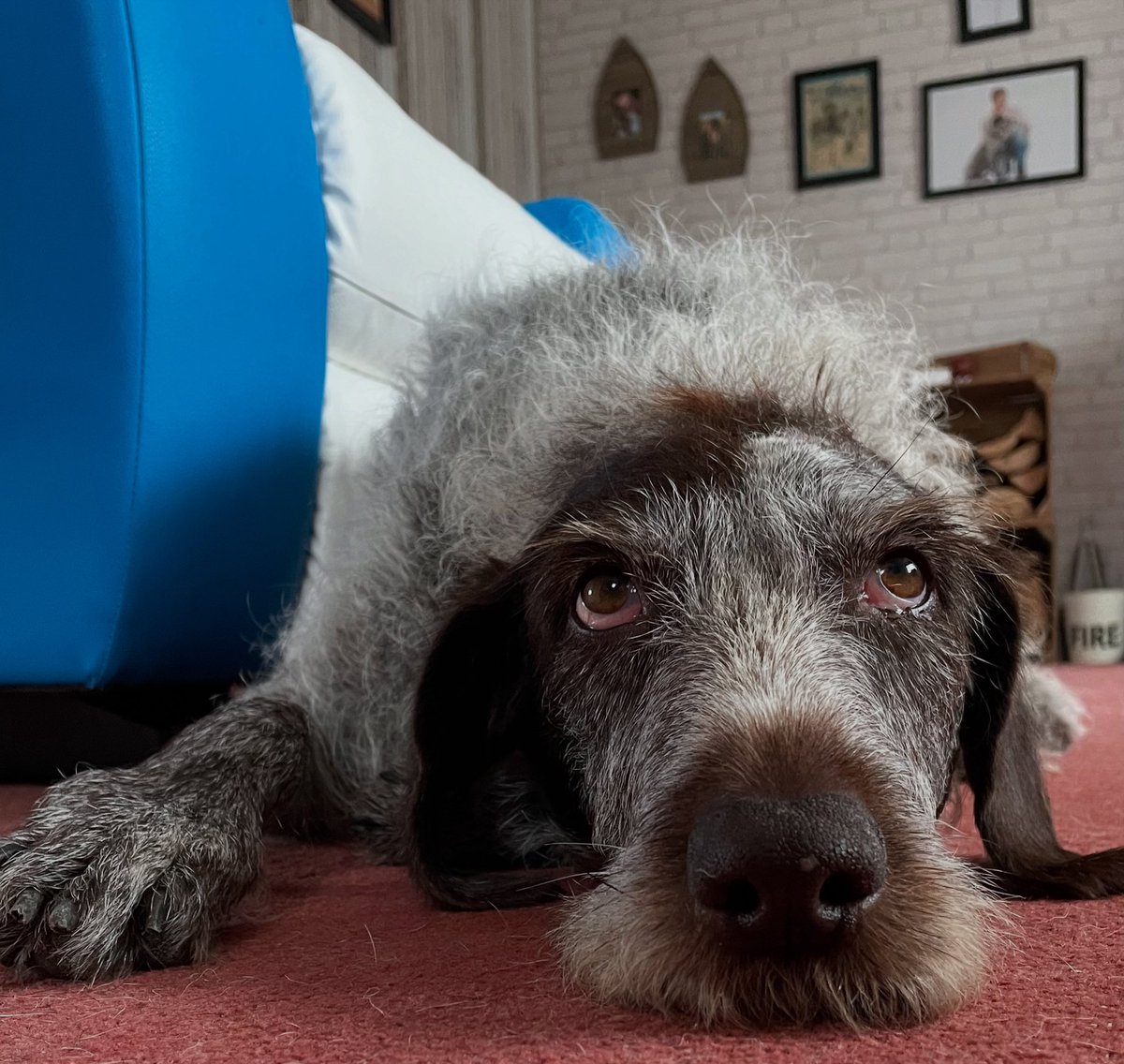 Can’t be much longer before I get food #cute #dog #dogsofinstagram #love #waiting #laying #playingitcool #patience #dogsoftwitter