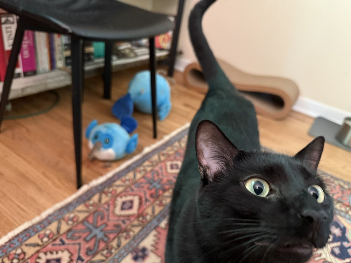k8lovett's tweet image. What Dashes? I don’t see any Dashes here.