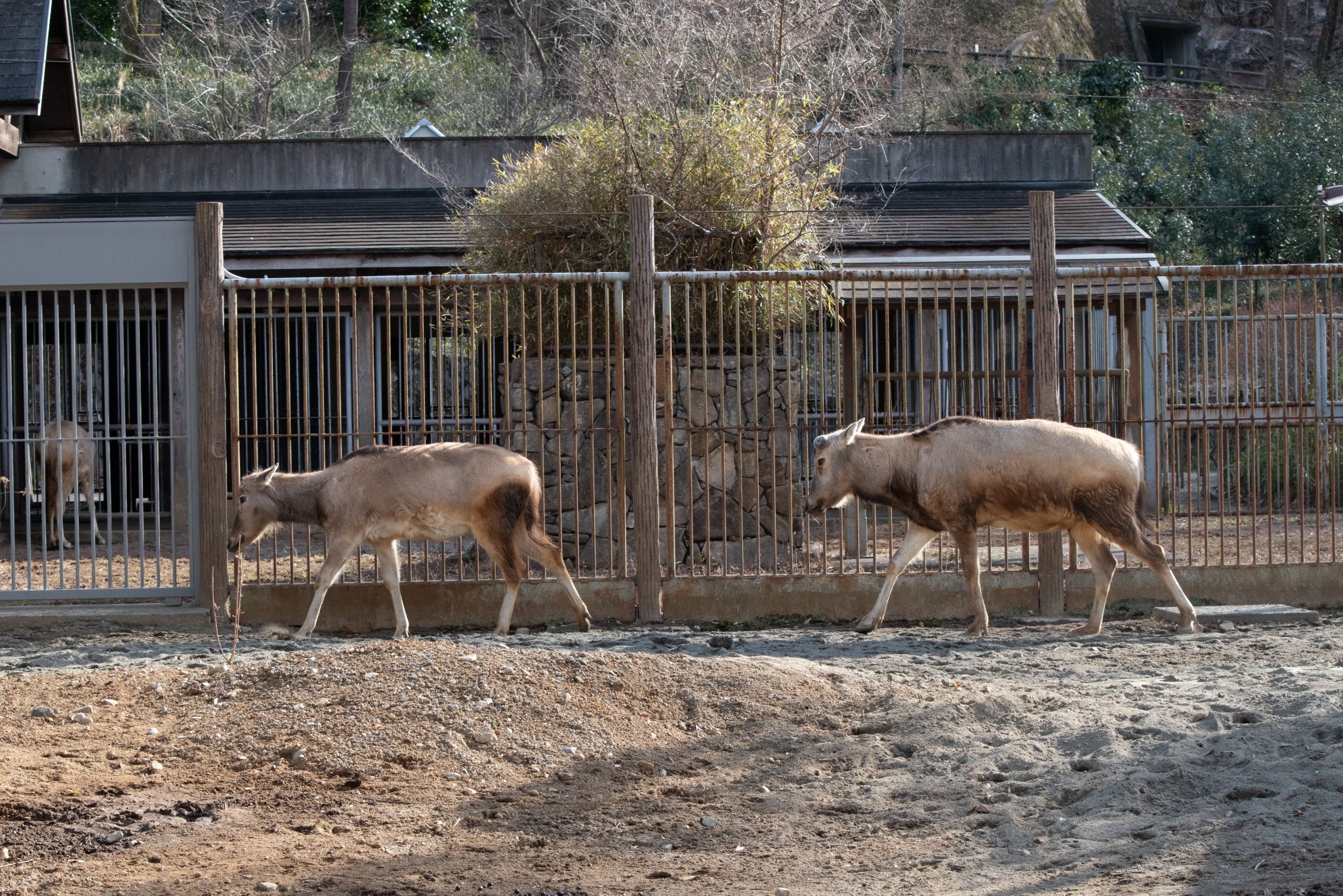 動物と共に…… くろ。 on X: 