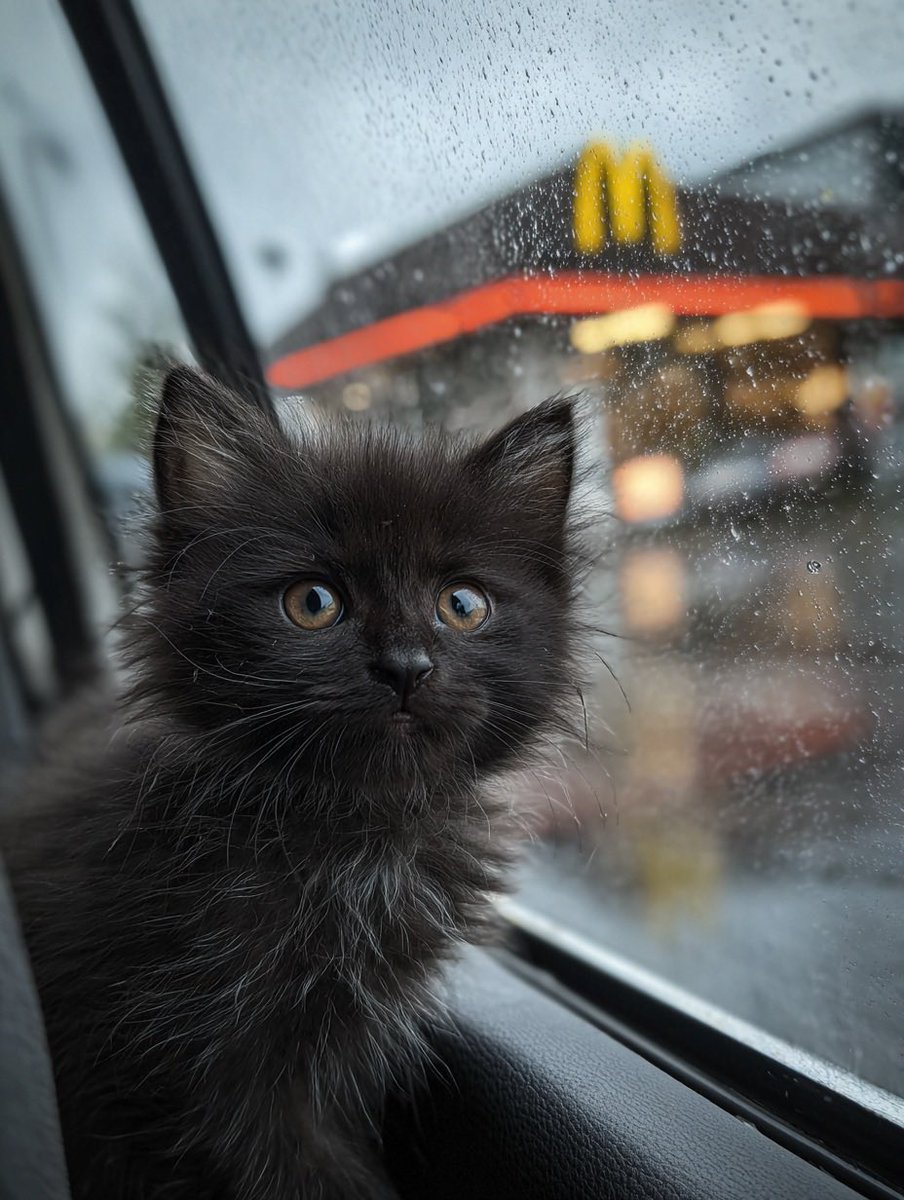 Jinx_loves_cats's tweet image. Always excited for McDonald’s 🍔