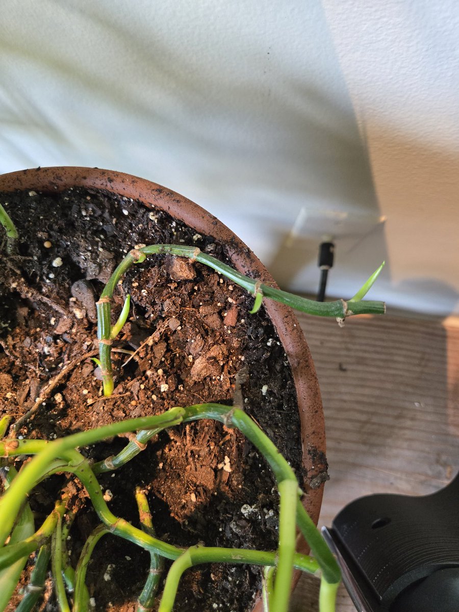 _Uro's tweet image. Kinda neat. I clipped off a leggy part of my pothos vine to propagate, and the leftover vine in the pot is growing new leaves at 4 different nodes along it.

Typically is should just grow off thr last one so I think this is kind of unusual.