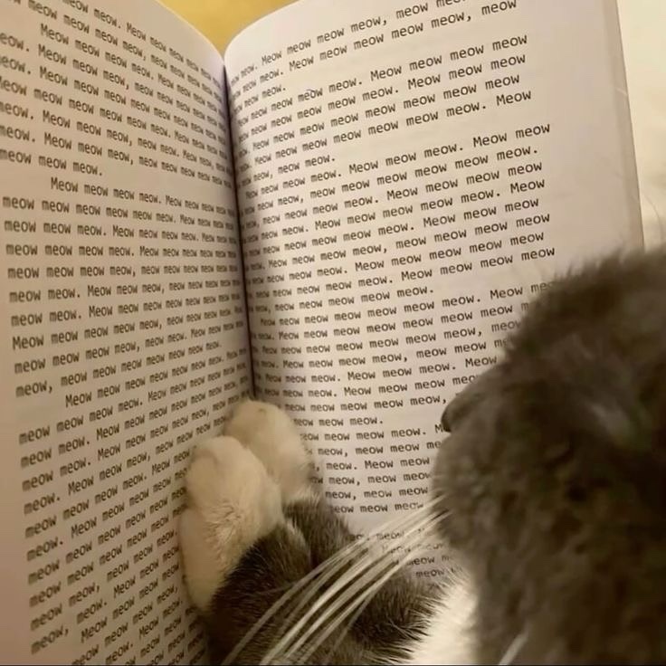Meow Meow….