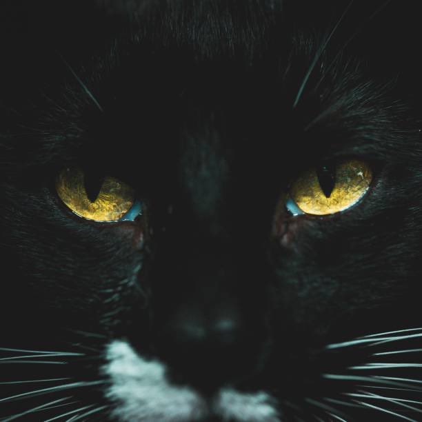 JuanAnt45206729's tweet image. A veces,
nos sentimos
muertos en vida y,
no hablo de zombies
youtu.be/6Ejga4kJUts?fe…
El gato de Schrödinger,
tras un tiempo,
estaba vivo y muerto al mismo
Cuando la vida se afea,
puedes sentarte y morir en vida o envenenarte de la vida misma
Con hielo y doble de azúcar