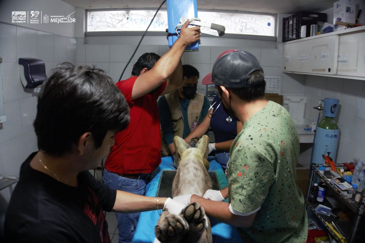 El estado de salud del puma recatado ayer en el municipio de Pátzcuaro se reporta grave. Por la noche se le practicó una cirugía ortopédica de urgencia para tratar de corregir sus múltiples fracturas.  El pronóstico es reservado debido al frágil estado de salud. 🐾🐾🐾