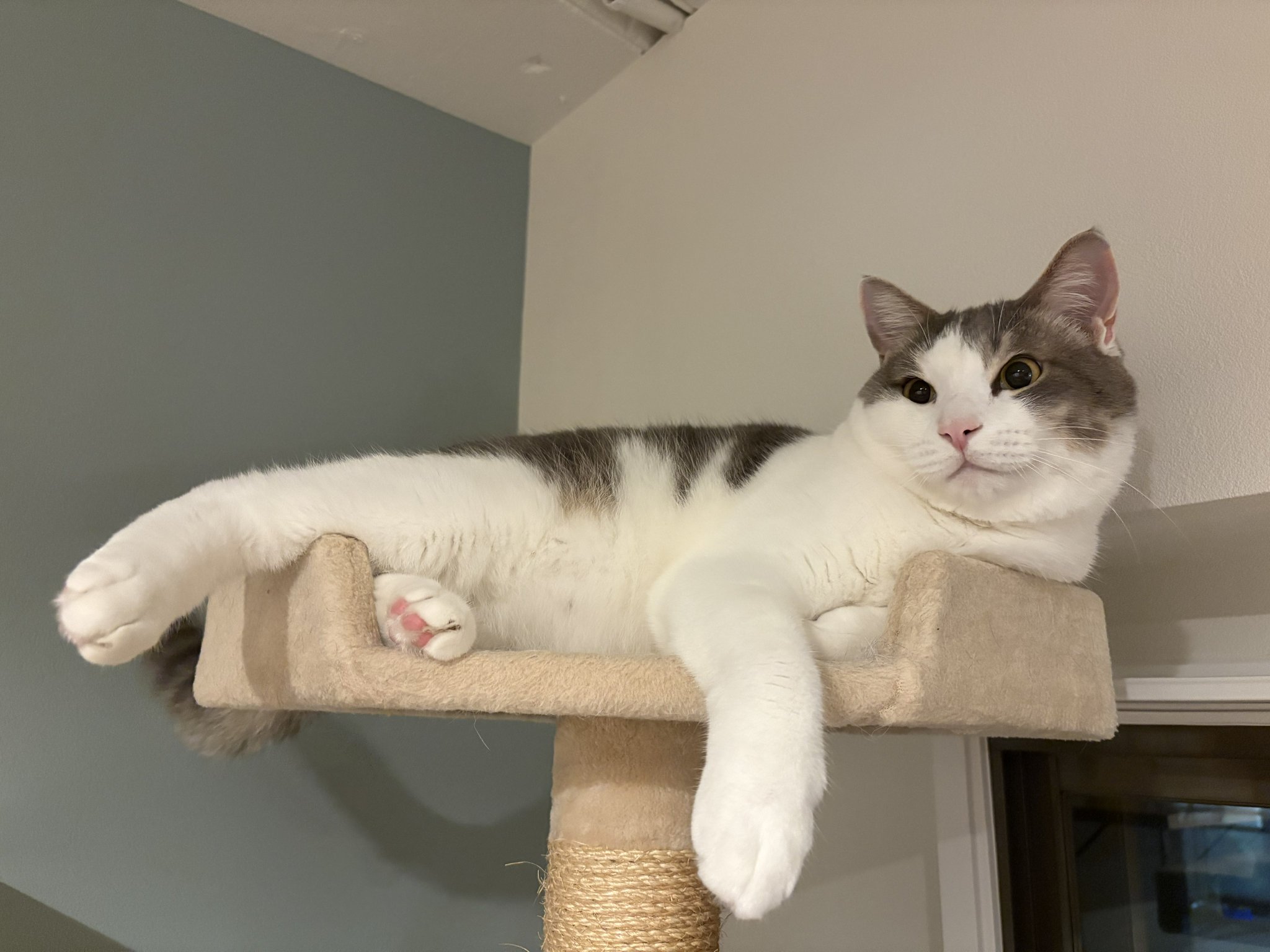 ゆうはる♡リピーター様リクエスト　猫　オーナメント　キャット 楽天市場】猫 二匹 仲良し カップル ねこ オブジェ オーナメント
