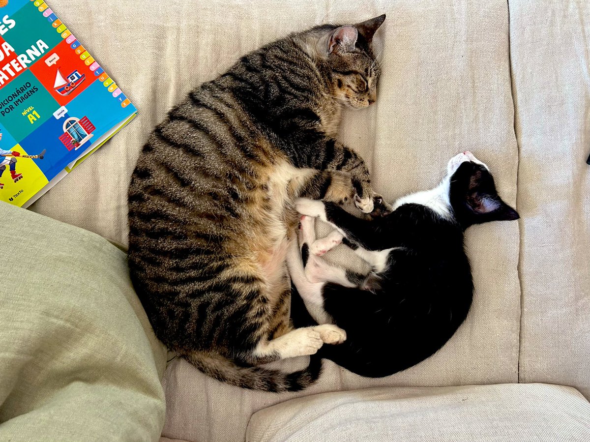 0xbags's tweet image. happy to report that our senior quant ziggy is getting along great with the new junior quants