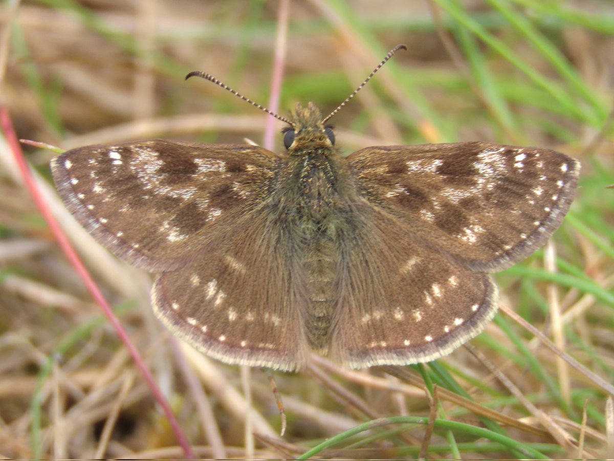 Joe Eckersley tweet media