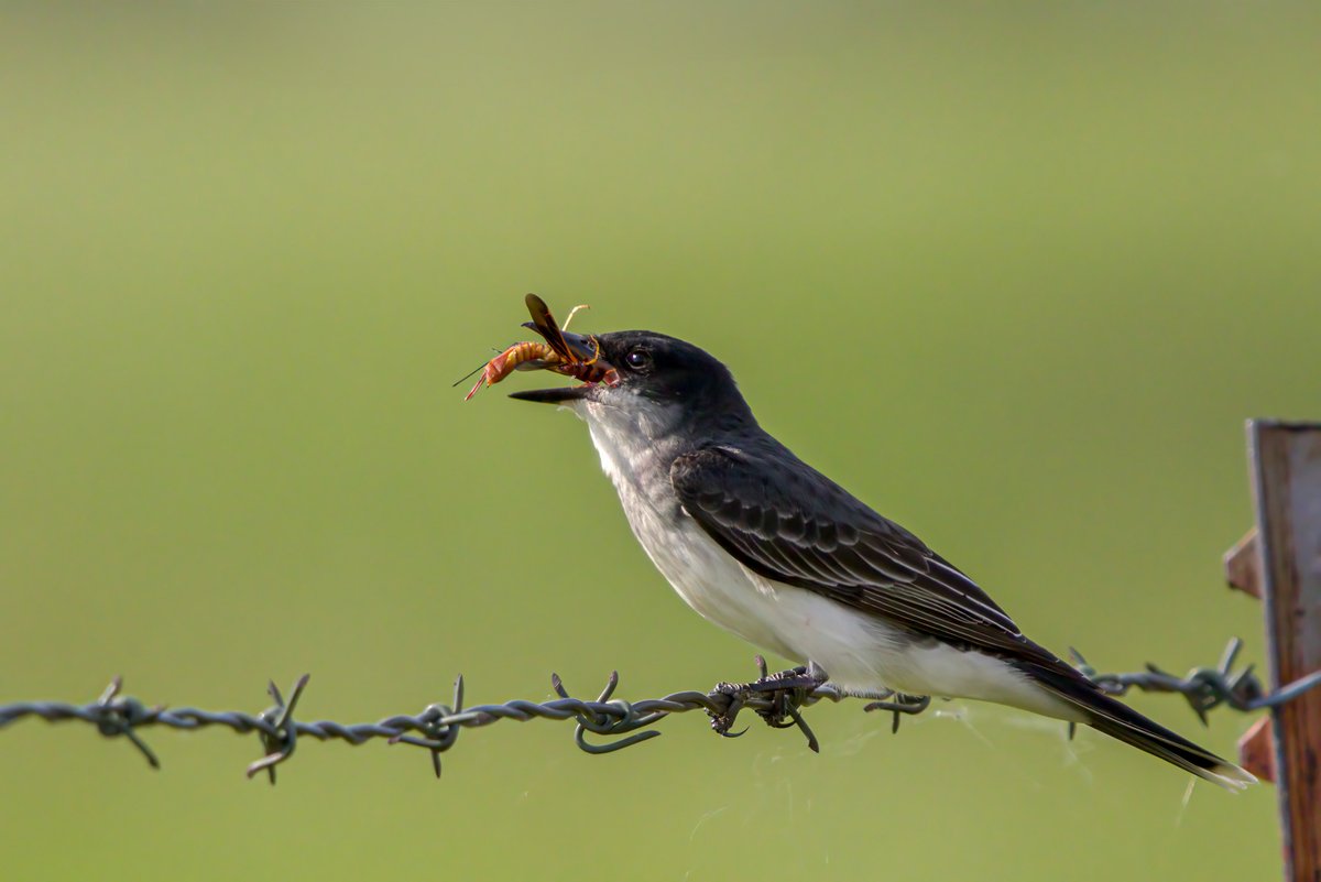 I have been watching a lot of eastern king birds this summer siting on a barbed wire fence and hunting insects over a large field. I finally managed to snap a photo of one with a successful catch.
#birding 
#birdphotography
#NaturePhotography 
#wildlifephotography