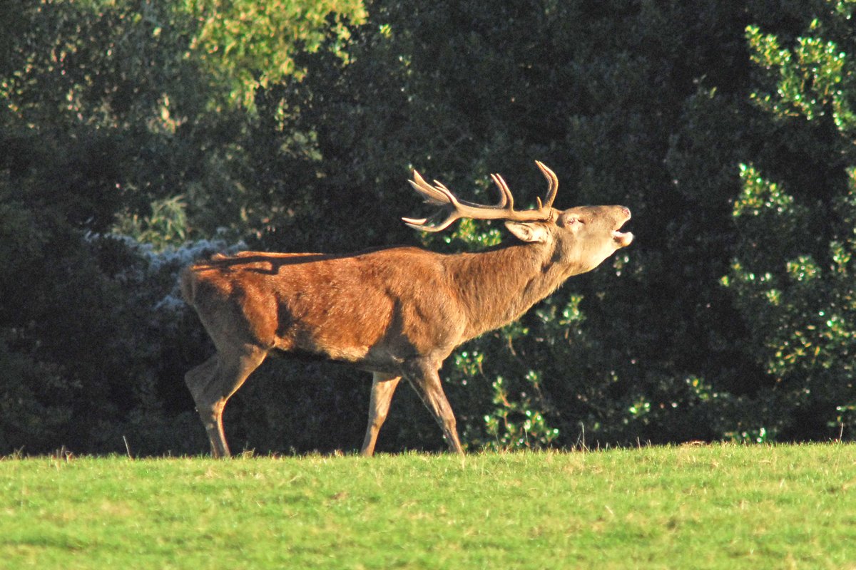 ExmoorNP's tweet image. The Red Deer of Exmoor
Come and find out all about native wildlife - Talk with Ranger Rich Eales
Saturday 9th August 2pm
Free - donations to CareMoor welcome
Lynmouth National Park Centre