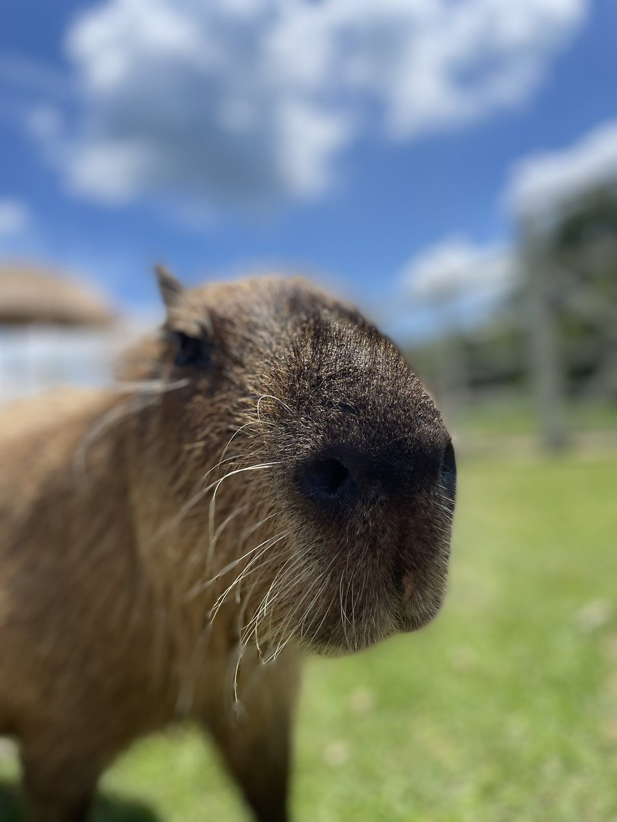 capybara5179's tweet image. おやすみなさーい🐾
#カピバラ
#capybara
#水豚
#卡皮巴拉