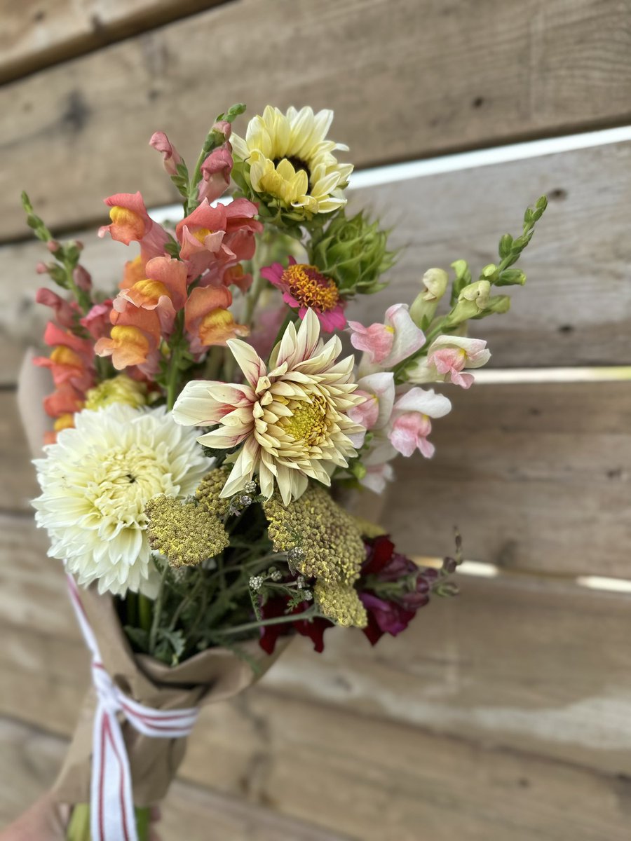 Cherry Hill Blooms tweet media