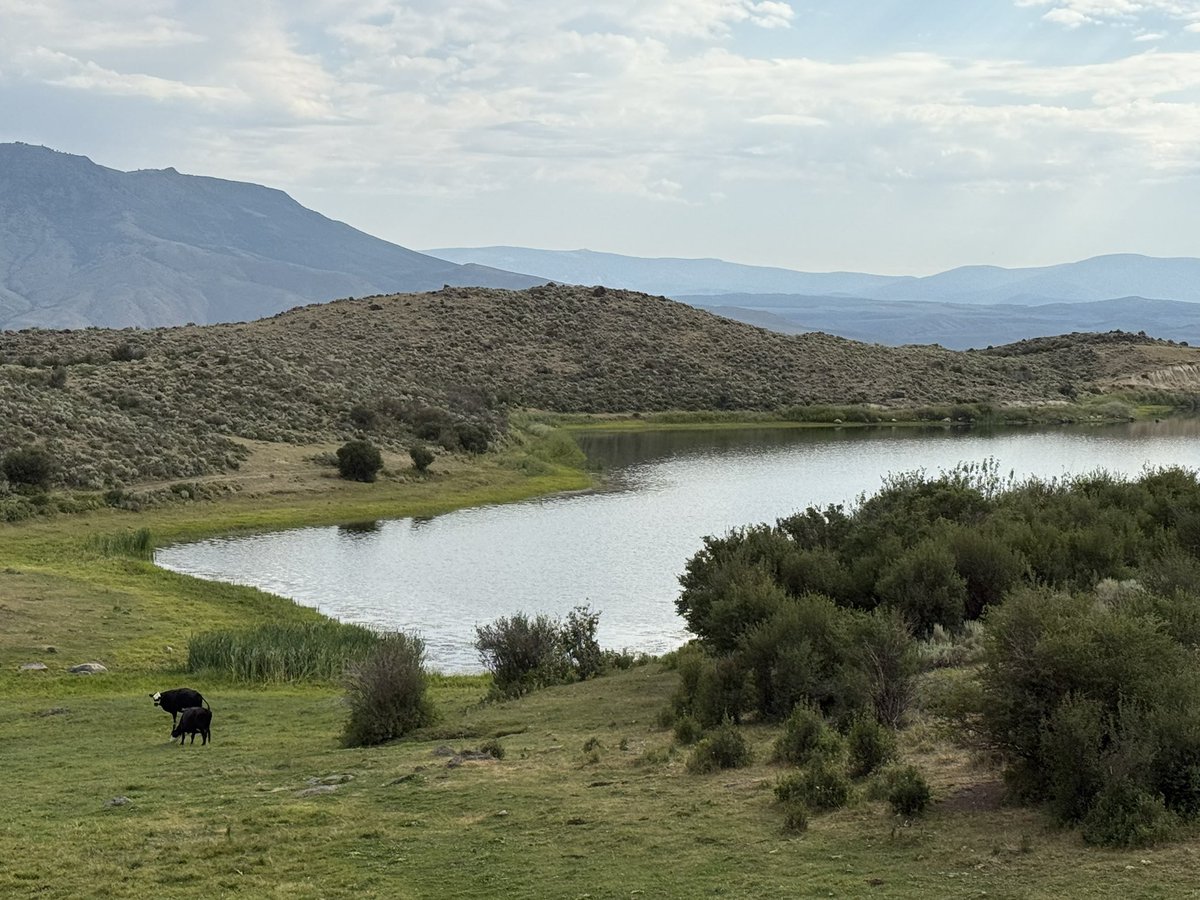 JimEspy's tweet image. Before hayfield time this morning, it was salt and mineral time but way off in the distance, there’s a layer in the Sierra Madres. I didn’t know if it was humidity or a smoke layer from fires someplace. Two Baldy cows, pretending they are moose.