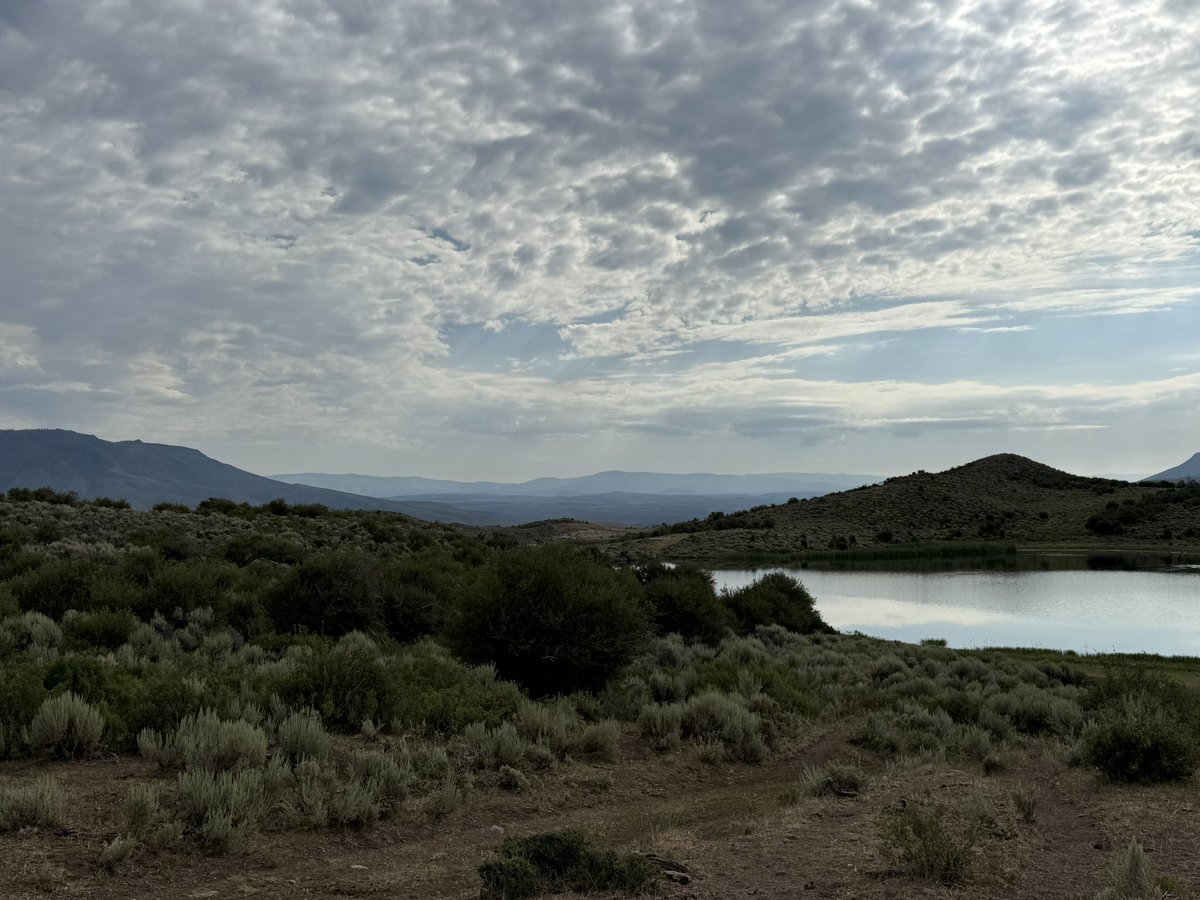 JimEspy's tweet image. Before hayfield time this morning, it was salt and mineral time but way off in the distance, there’s a layer in the Sierra Madres. I didn’t know if it was humidity or a smoke layer from fires someplace. Two Baldy cows, pretending they are moose.