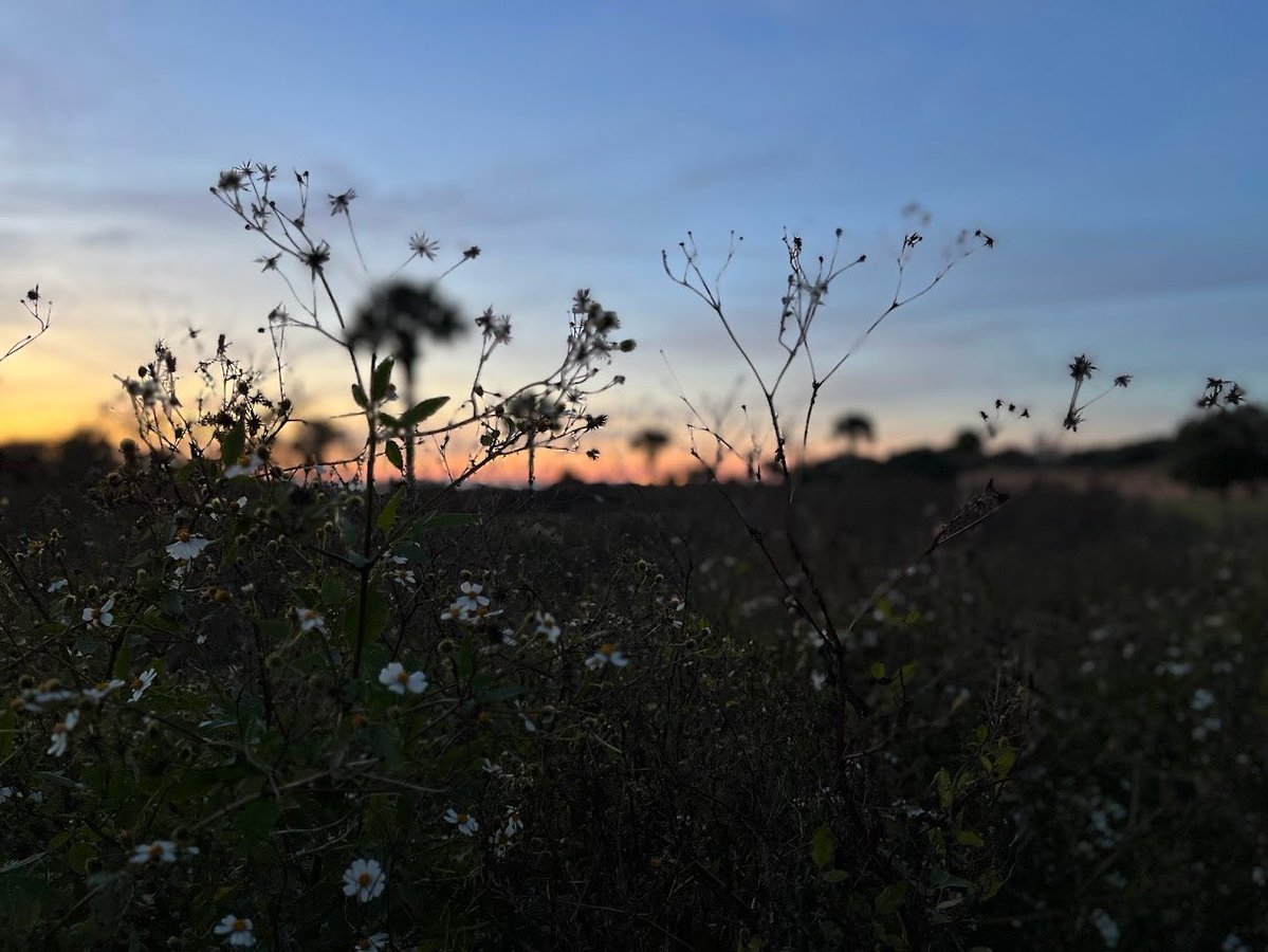 Face_Almighty44's tweet image. It’s the war that I wage to get up every day
It’s a basket of sweetgrass, a wedding bouquet
It’s the women I love and the law that I hate,
Lord let me die in the Iodine State
Oh Lord let me die in the Iodine State!