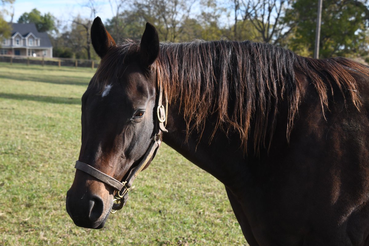 We are sad to share that Make A Motion has been euthanized due to the infirmities of old age. The 21-year-old mare arrived at Old Friends in 2017 with a group of retirees from Mari Hulman George's Circle S Ranch. Our condolences to all who loved &amp; cared for her.