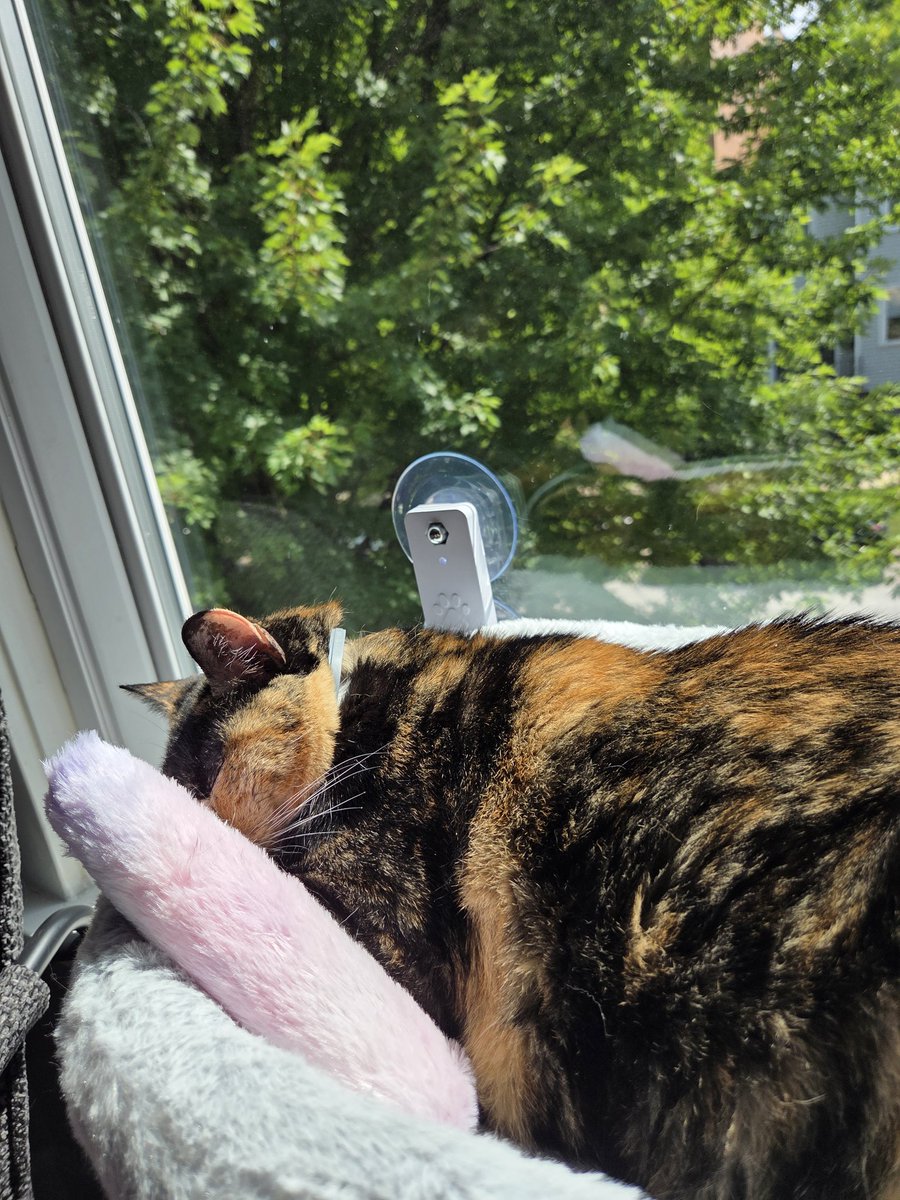 Hypetaph's tweet image. She loves her perch and pillow
