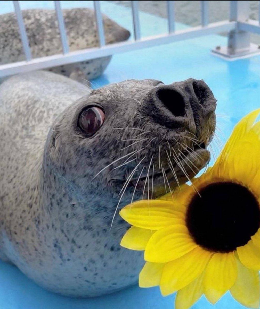 ultrabrawl56's tweet image. The slug in my grandmas garden eating all the flowers: