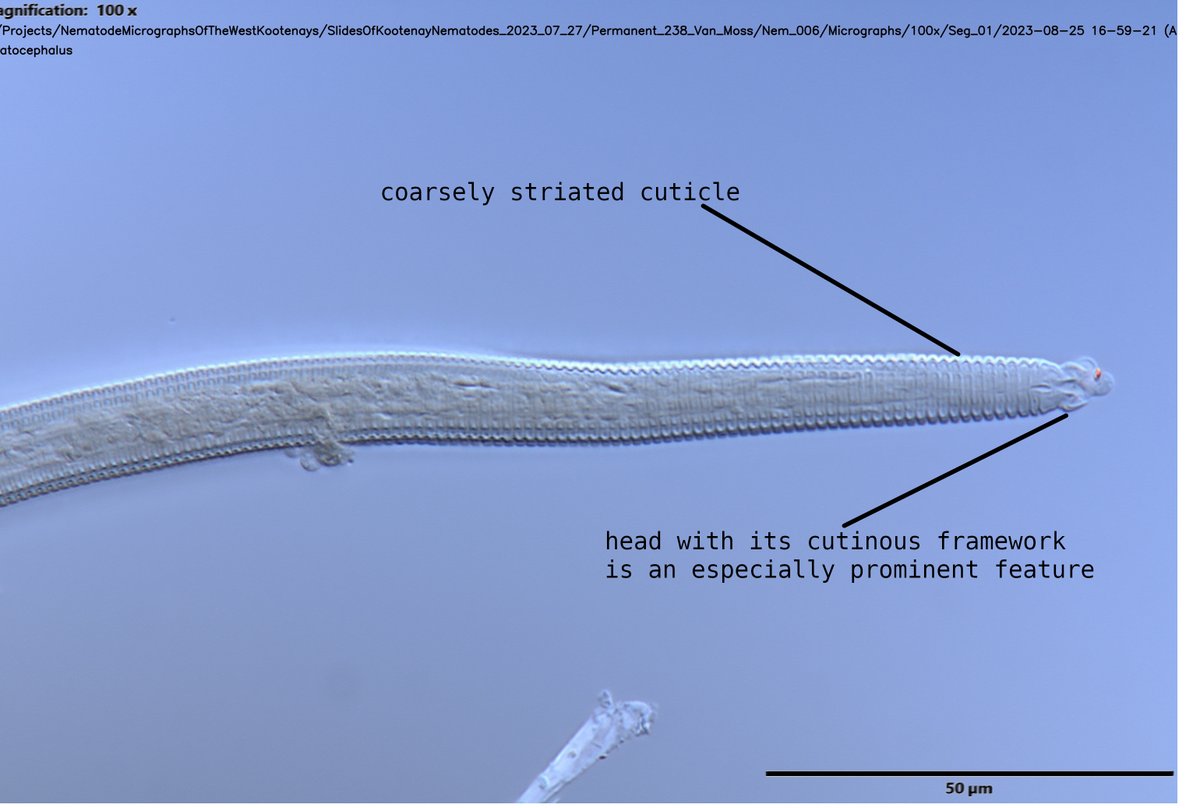 Lawrence Perepolkin tweet media