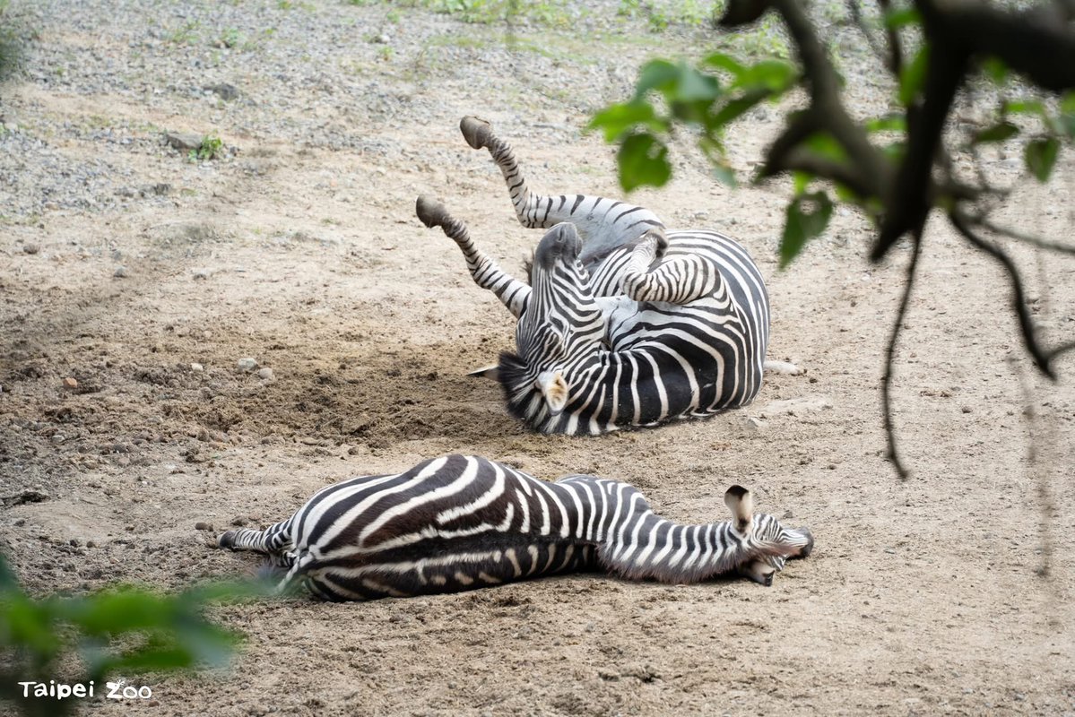 Taiwan_in_RSA's tweet image. Great news for animal lovers! 🦓🦌🪿❤️
Every Saturday until August 23, Taipei Zoo—the largest zoo in #Taiwan—will stay open late (until 9 PM)! Come see what the animals are up to at night. 👀🌝
#TaipeiNightLife #TaiwanTravel2025
Source of image: Taipei Zoo 臺北市立動物園