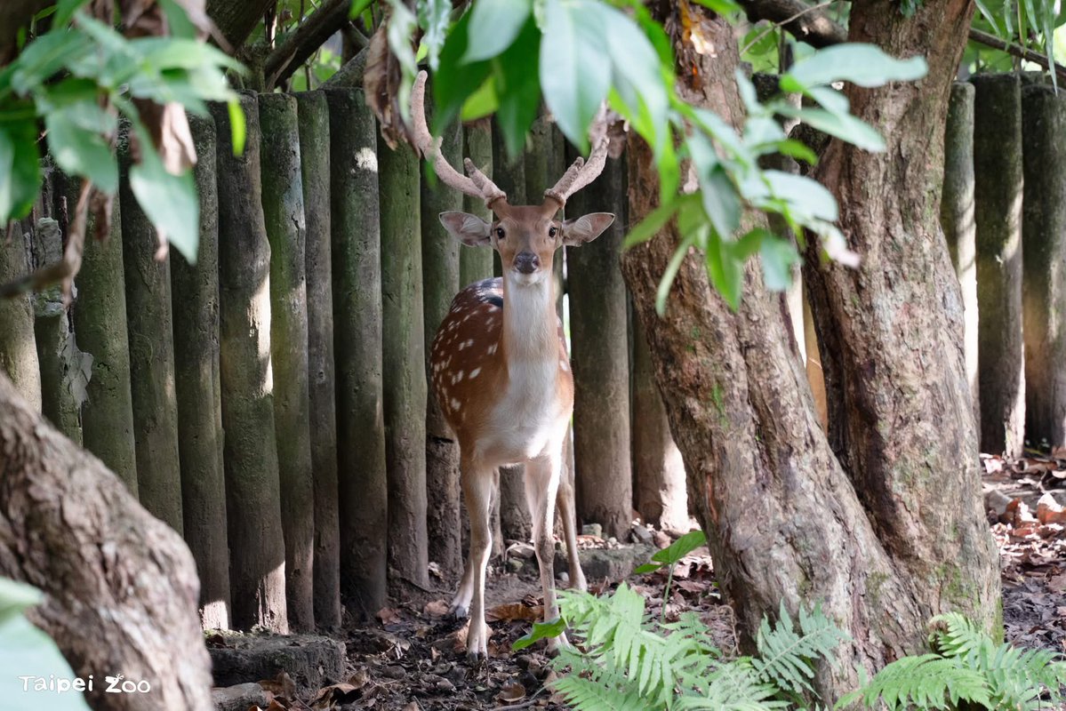 Taiwan_in_RSA's tweet image. Great news for animal lovers! 🦓🦌🪿❤️
Every Saturday until August 23, Taipei Zoo—the largest zoo in #Taiwan—will stay open late (until 9 PM)! Come see what the animals are up to at night. 👀🌝
#TaipeiNightLife #TaiwanTravel2025
Source of image: Taipei Zoo 臺北市立動物園
