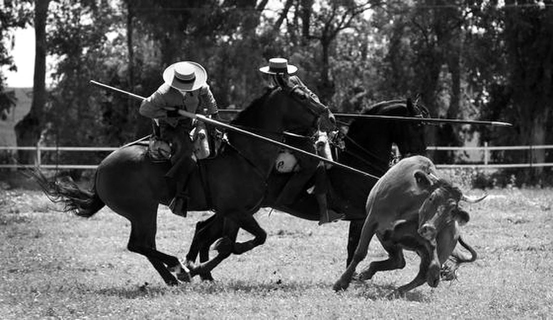 El primer fin de semana de agosto estaremos en el concurso de acoso y derribo de Ciudad Rodrigo.

El acoso y derribo es una tradición del campo español en la que un jinete, con una garrocha, persigue y derriba a una res brava para evaluar  bravura.

Es un complemento al tentadero