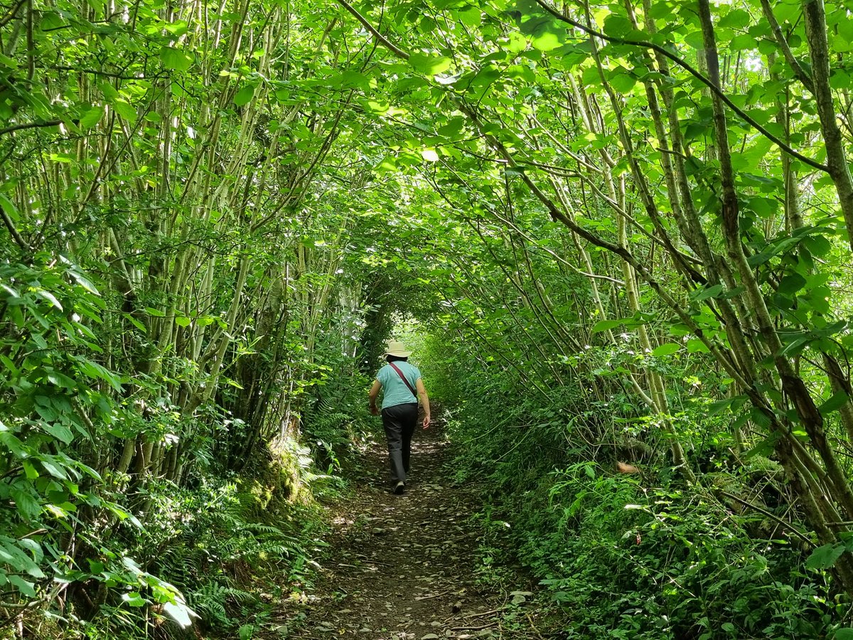 thelonningsguy's tweet image. Sometimes, the best option is to leave our angry world and opt instead to be swallowed up by a country lane where the only noise is a gentle stream and the wren is your only other visitor.