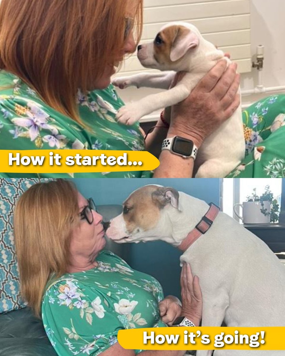 DT_Leeds's tweet photo. All the feels for this recreation of the first time Esme's adopter met her, just over a year ago! 😍🥰😭

#HowItStarted #HowItsGoing #Recreation #PhotoRecreation #AdoptDontShop #ThrowbackThursday #Puppy #HowItStartedVsHowItsGoing #RescueDog @DogsTrust https://t.co/FK792HLBiI