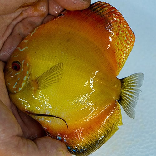 WattleyDiscus's tweet photo. Let these Sunshine Discus inspire you! ☀️ Their bright yellow-orange color adds a vibrant burst of happiness to any aquarium. A beautiful addition for your collection!

Learn more: https://t.co/cR9In26b8j

#SunshineDiscus #DiscusFish #AquariumLife #VibrantFish #WattleyDiscus https://t.co/JC0zZbGLXy