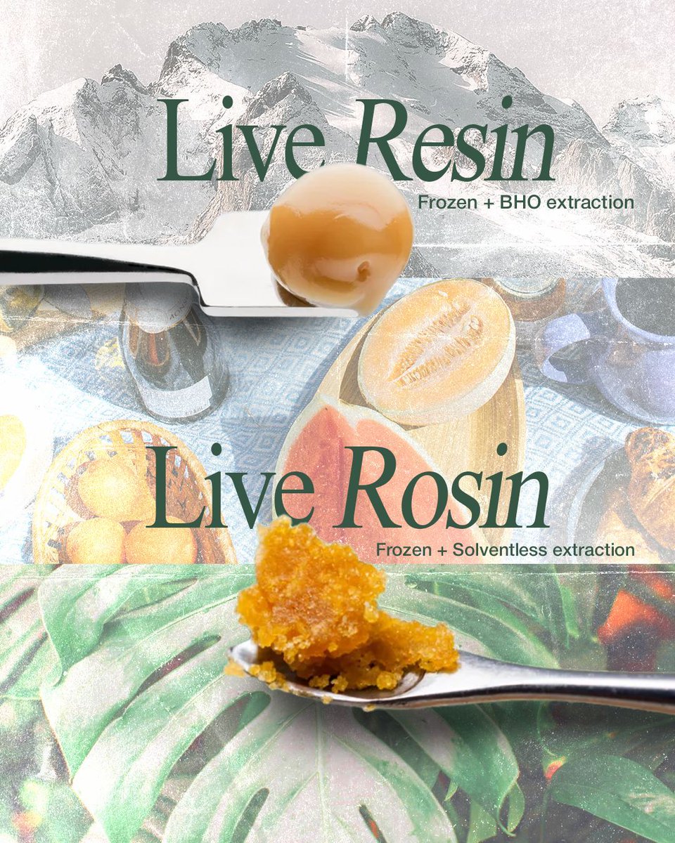 vayucbd's tweet image. Confused between resin and rosin? We break it down so you get the right kind of high.
→ Read more: buff.ly/64ngcd1

#LiveResin #LiveRosin #VAYUEducation
