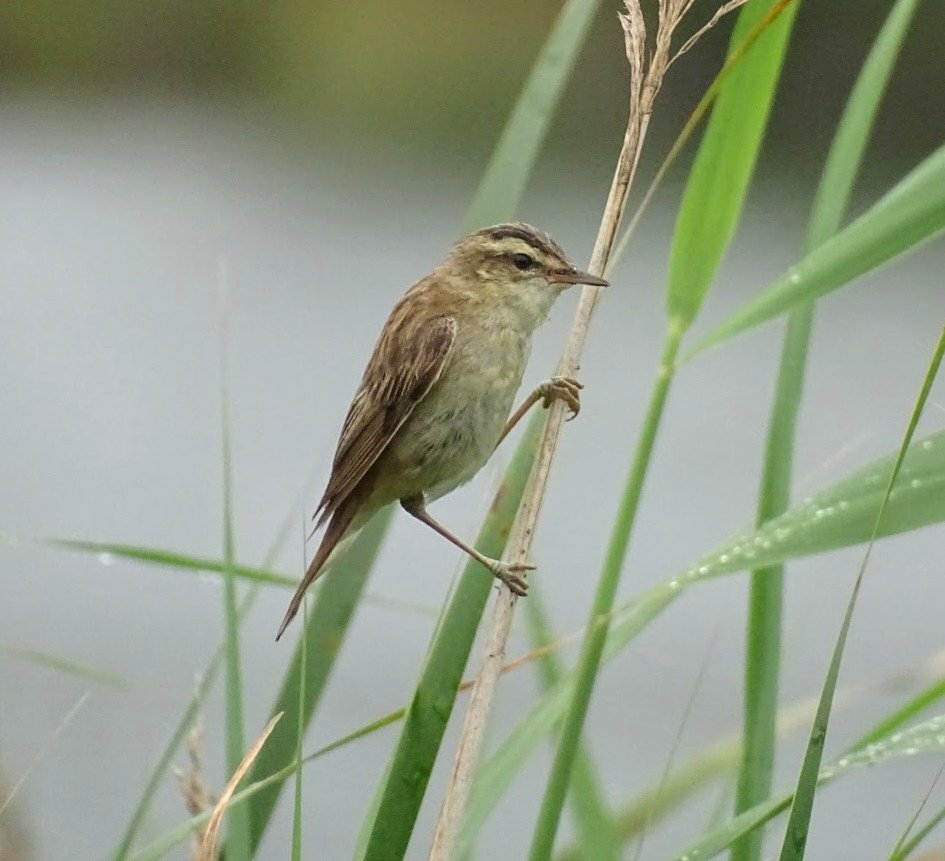 Mel Rowell 🦖 (@mel_rowell) on Twitter photo Sedge warbler at St.Aidans nature park. Thanks for likes, retweets, comments <a href="/RSPBAireValley/">RSPB Fairburn Ings and RSPB St Aidan’s</a> <a href="/Natures_Voice/">RSPB</a> <a href="/NatureUK/">NatureUK</a> <a href="/ThePhotoHour/">#ThePhotoHour</a> <a href="/WakeyBirders/">Wakefield Birders</a> Sedge warbler at St.Aidans nature park. Thanks for likes, retweets, comments <a href="/RSPBAireValley/">RSPB Fairburn Ings and RSPB St Aidan’s</a> <a href="/Natures_Voice/">RSPB</a> <a href="/NatureUK/">NatureUK</a> <a href="/ThePhotoHour/">#ThePhotoHour</a> <a href="/WakeyBirders/">Wakefield Birders</a>