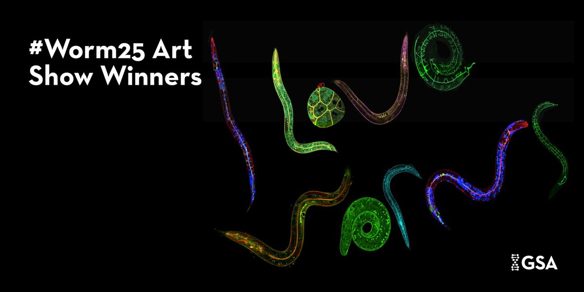 GeneticsGSA's tweet image. 🎉Congrats to the #Worm25 Art Show winners!🎨 From stunning visuals to creative tributes, your work brought C. elegans to life. See the winning entries + complete gallery:
buff.ly/ExrBiUX