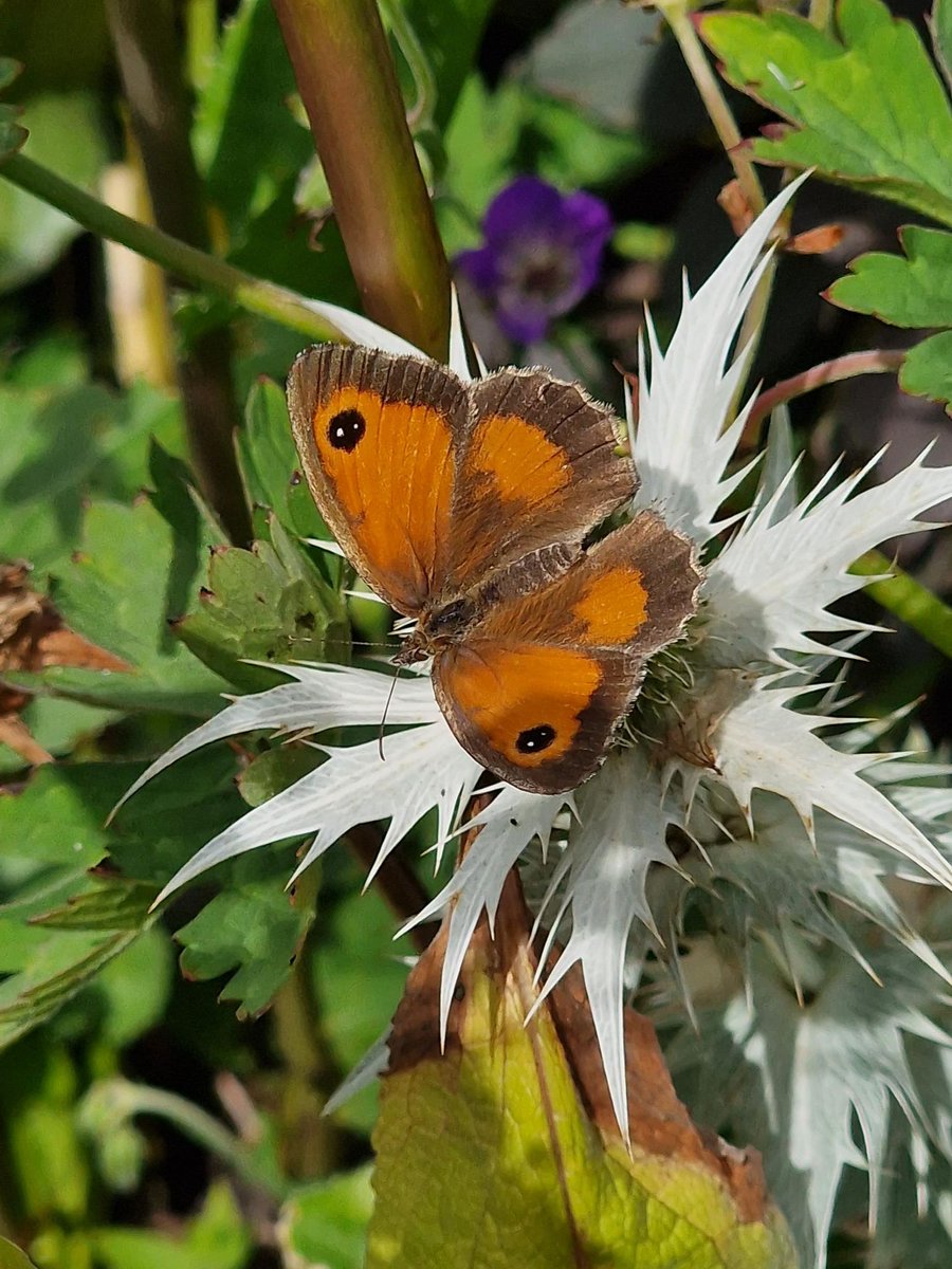 CityCorpHeath's tweet image. This year, it&apos;s the Big Butterfly Count&apos;s 50th birthday, and the team at @HeathHands are delighted to have participated in the count for the last 48 years! 🦋

Have a read of their blog to learn more about how to get involved! 💚

ow.ly/9vXe50WtjCC