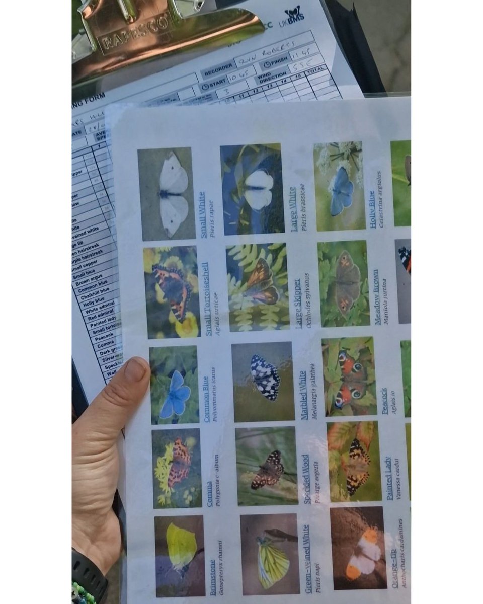 CityCorpHeath's tweet image. This year, it&apos;s the Big Butterfly Count&apos;s 50th birthday, and the team at @HeathHands are delighted to have participated in the count for the last 48 years! 🦋

Have a read of their blog to learn more about how to get involved! 💚

ow.ly/9vXe50WtjCC