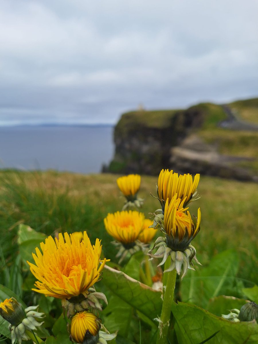 DescubreIrlanda's tweet image. ¡Amanecer en la Experiencia de los Acantilados de Moher! 🌅
Comienza tu día con aire fresco del mar, vistas tranquilas de la costa y la primera luz del sol sobre el Atlántico.
Reserva online y ahorra hasta un 45%: go.irlnd.co/s7tdcpwa