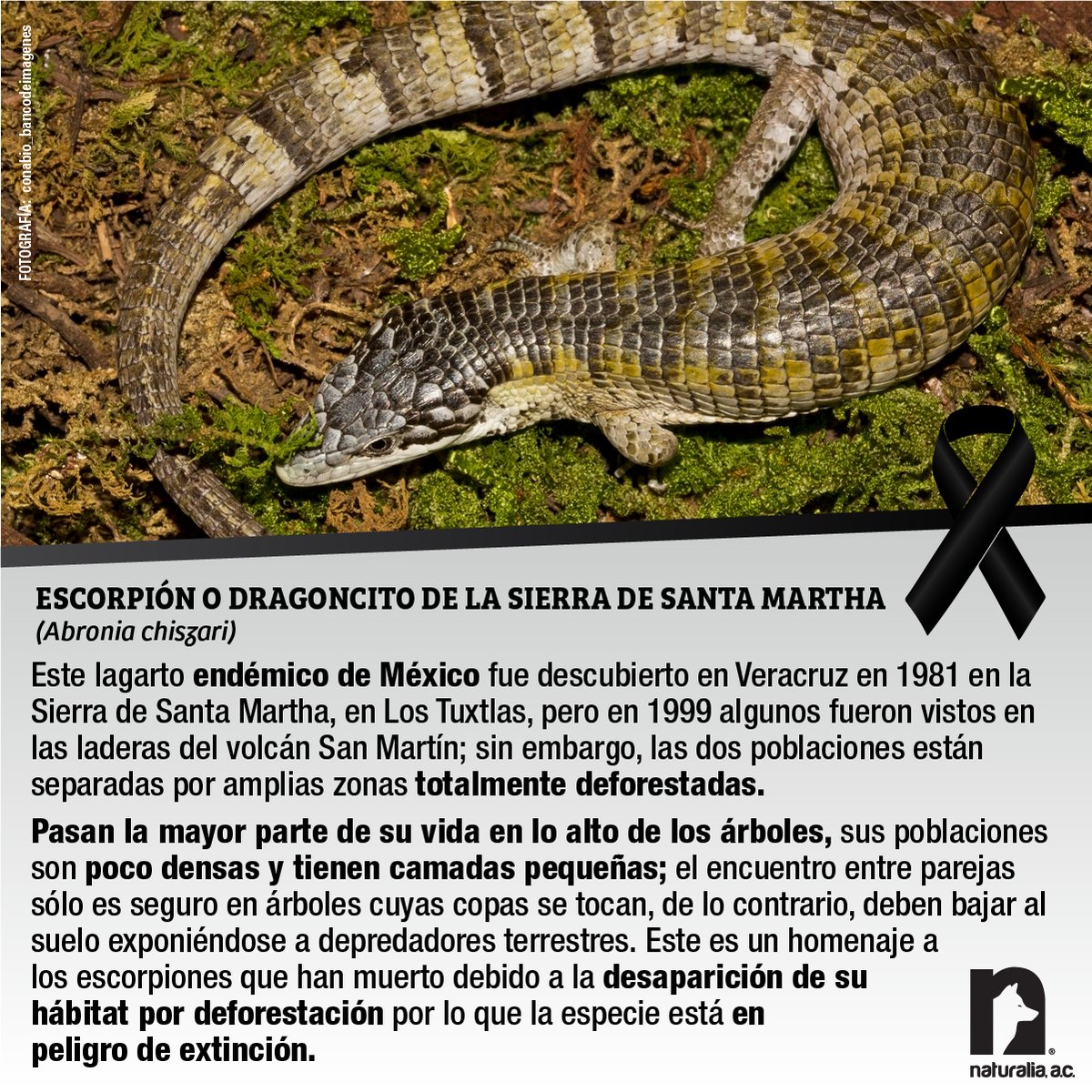 Su distribución se extendía por el bosque tropical cerca de Los Tuxtlas, Ver; pero su población se ha reducido a pocos kilómetros debido a que esta región ha sido intensamente deforestada y al ser una lagartija arborícola, el bosque es esencial para su supervivencia