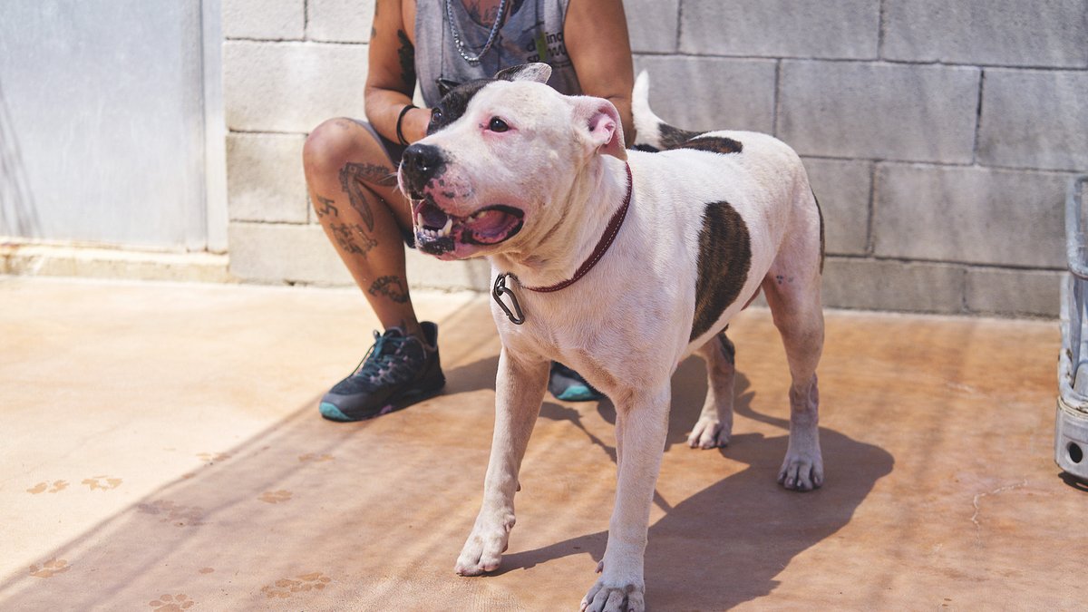 💔 La Ferb (3 a) i en Phineas (7 a) han perdut la seva família i ara esperen una nova oportunitat.
Són bons, afectuosos i només volen tornar a sentir-se estimats.
📍 Refugi Badalona
💻 protectoramataro.org/es/adopta-un-a…
#Adopta #Gossos #SPAMataró #PitbullsAmbCor